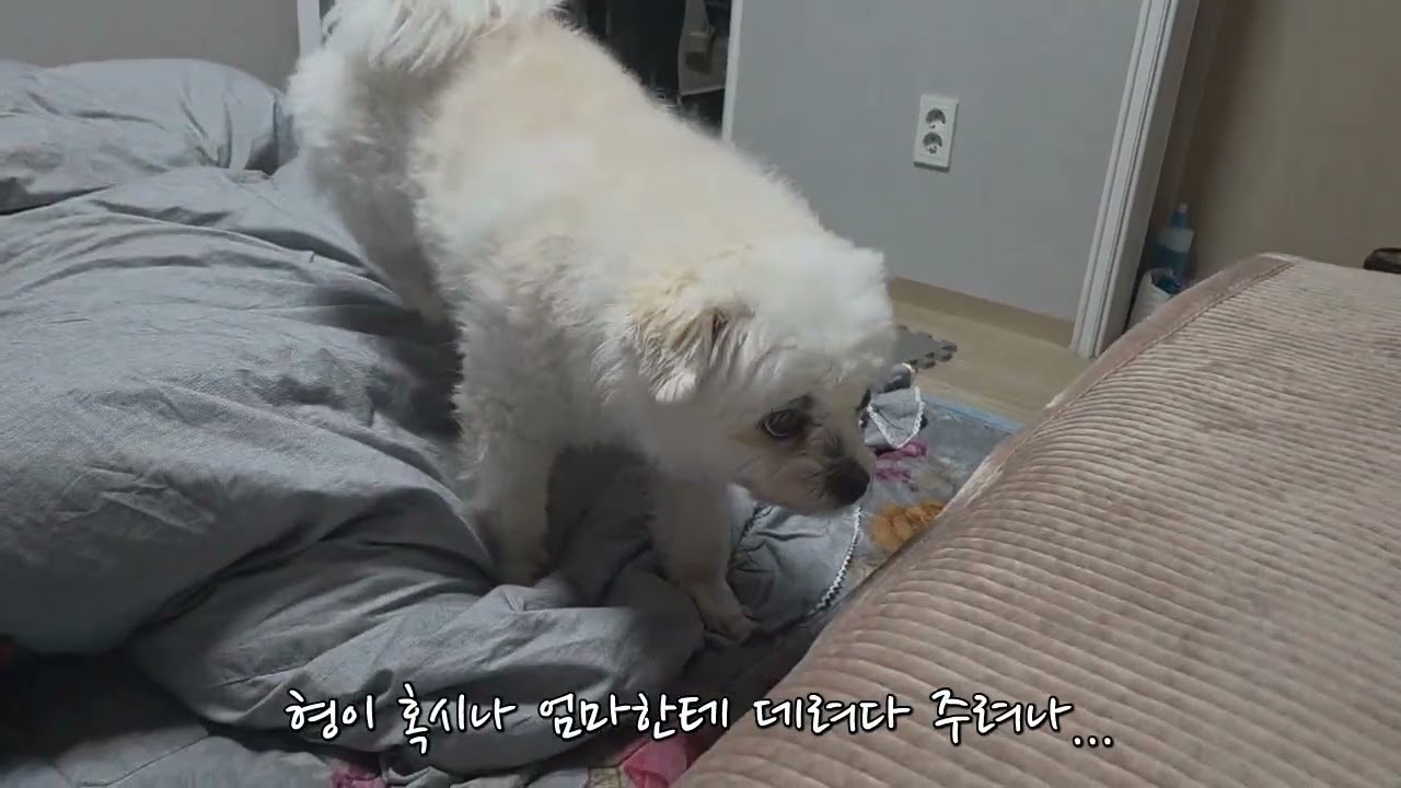 엄마가 집에 안들어오면 혼란스러운 강아지