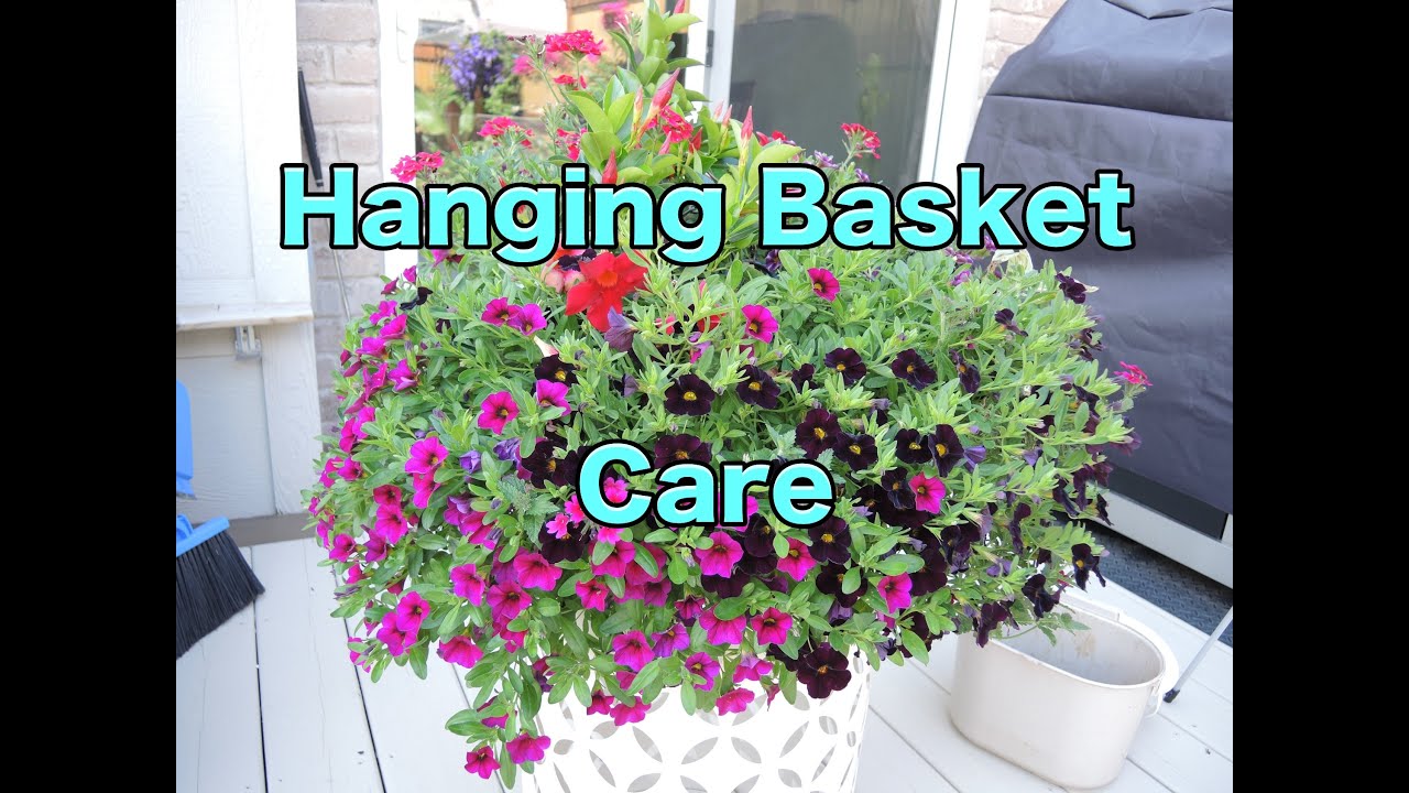 Hanging Basket Care - How-To Maintain your Hanging Baskets - Pruning