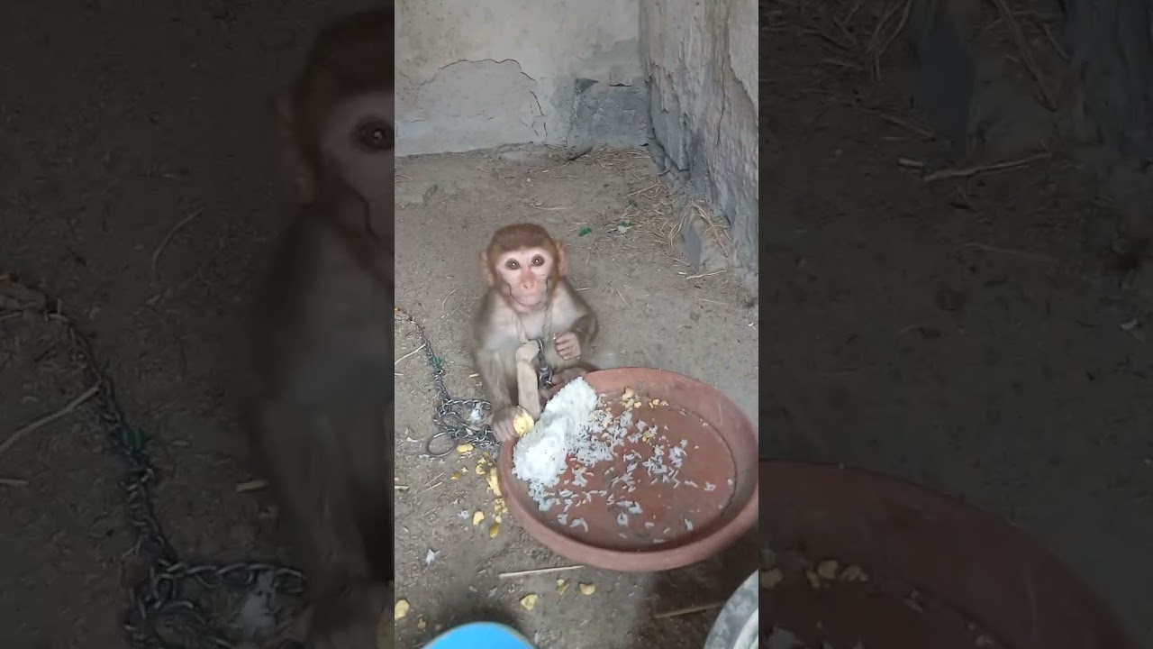 19 फ़रवरी 2026