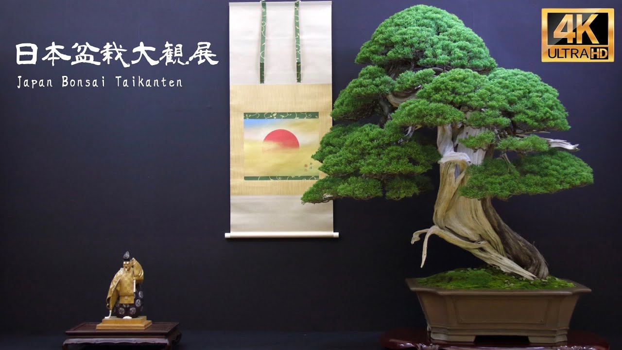 第44回日本盆栽大観展 [4K ロングバージョン] 全出品木掲載 44th Japan Bonsai Taikanten