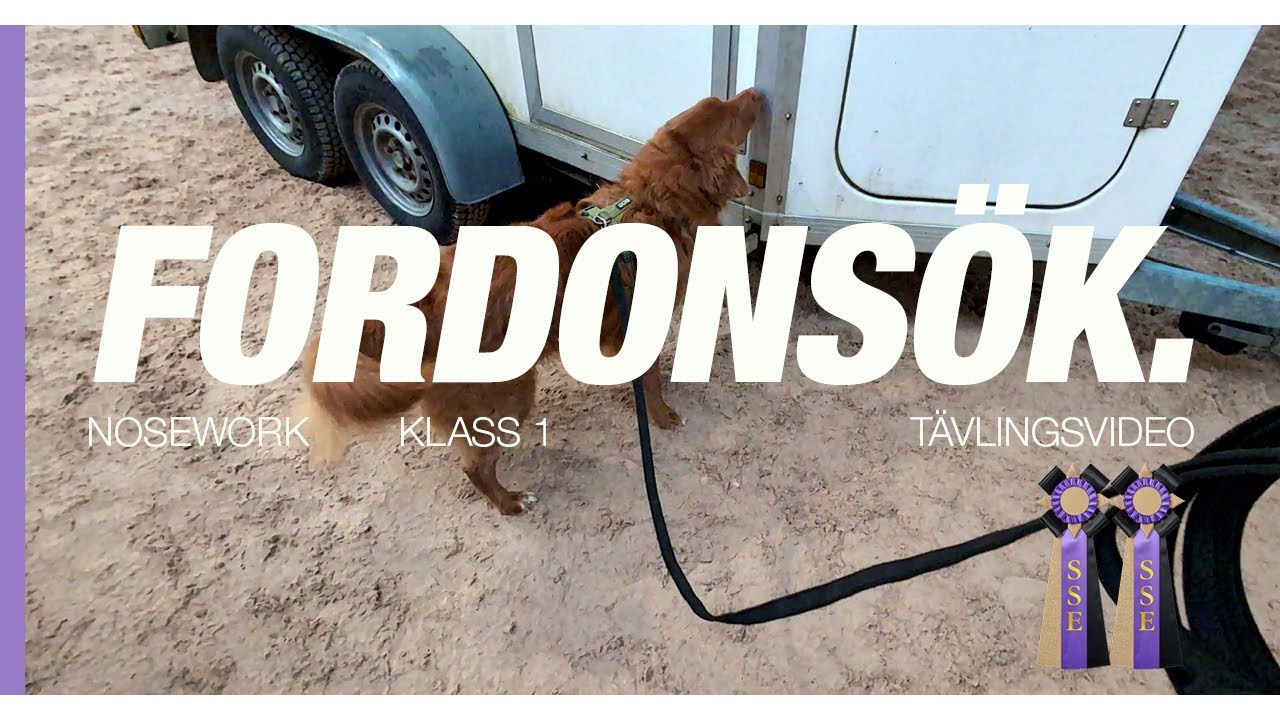 TEM 1 Fordon på en hästgård 🚗 Får 2 SSE!?🥹 - Tävlingsvlogg nosework