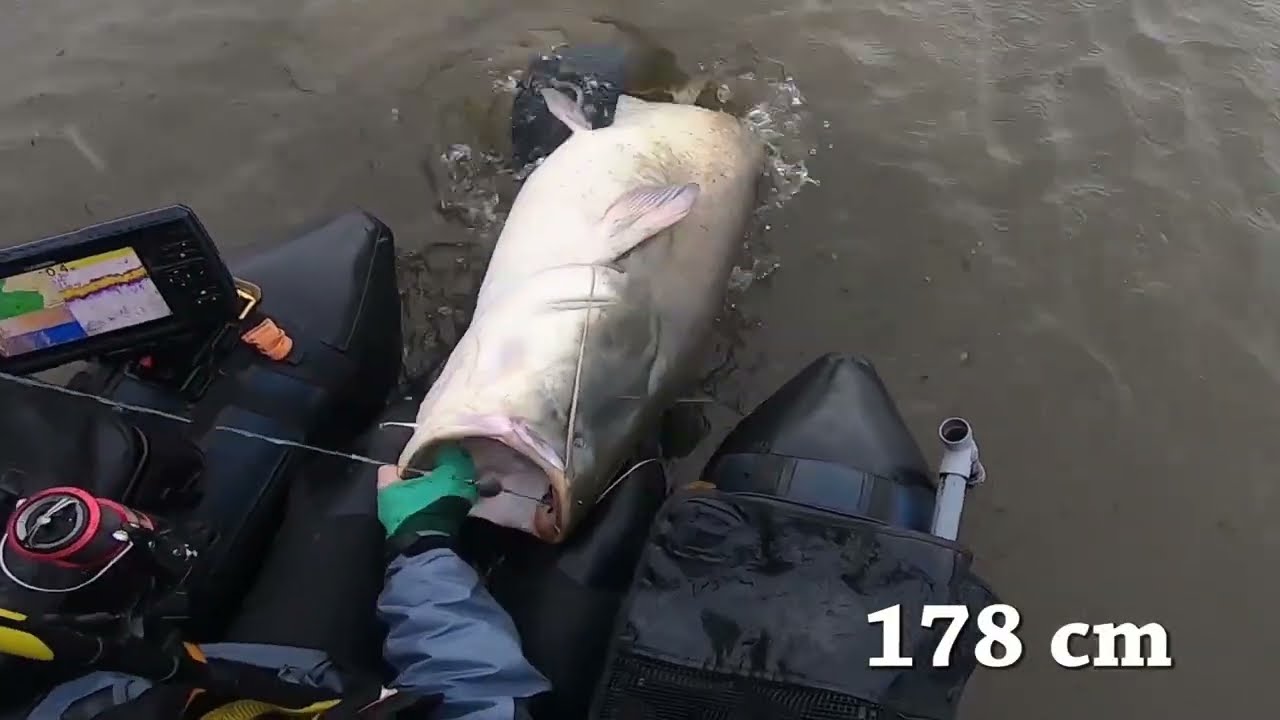 Tuto Pêche du silure en vertical l'hiver à la grappe de vers