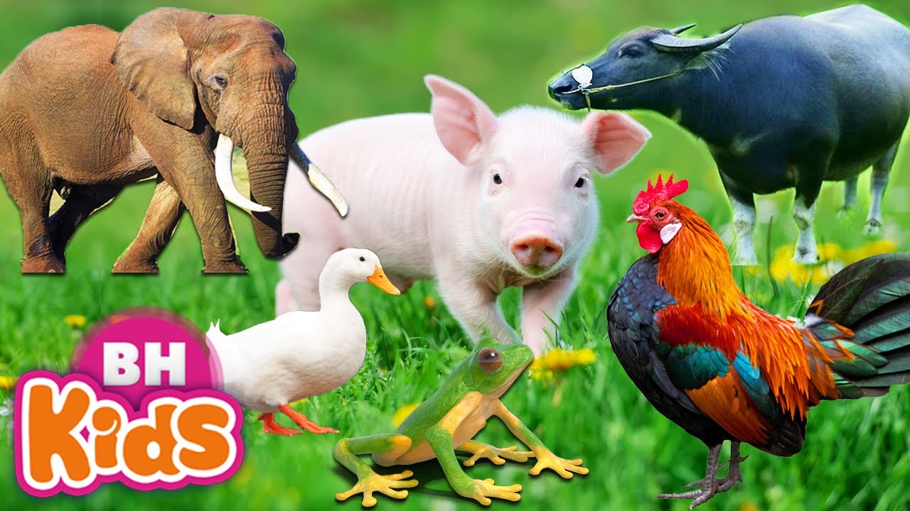 Tiếng k&ecirc;u của c&aacute;c con vật k&ecirc;u cho b&eacute; nghe - G&agrave;, Vịt, Tr&acirc;u, B&ograve; - Tiếng k&ecirc;u của động vật xung quanh b&eacute;