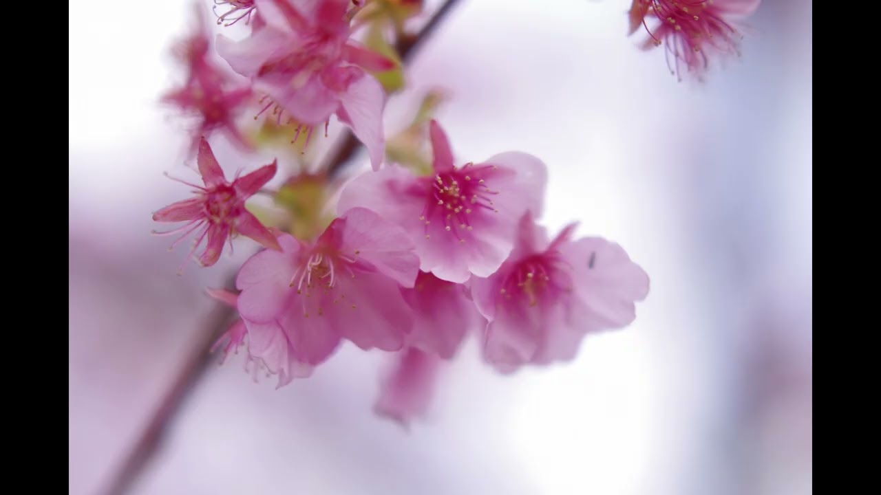 静岡県の河津町の河津桜とメジロ　K 3MK3 K S2 2026年2月13日　村岡茂義