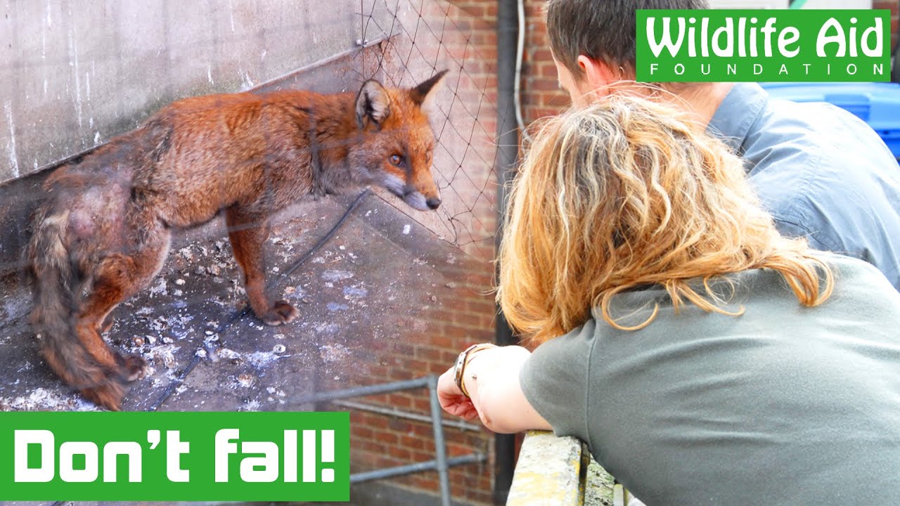 Fox RESCUED from TERRIFYING drop!