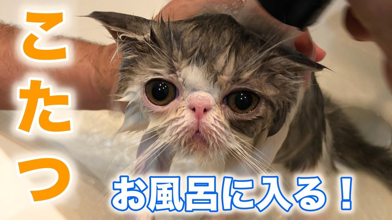 エキゾチックショートヘア子猫が初めてお風呂に入る！　猫を大人しくお風呂に入れる全工程を急遽公開！
