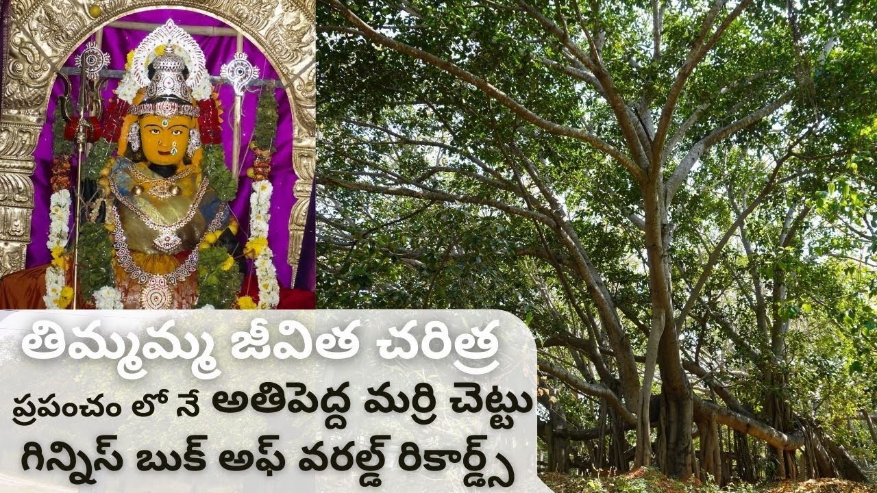 The Incredible Banyan Tree That Doubles as a Village