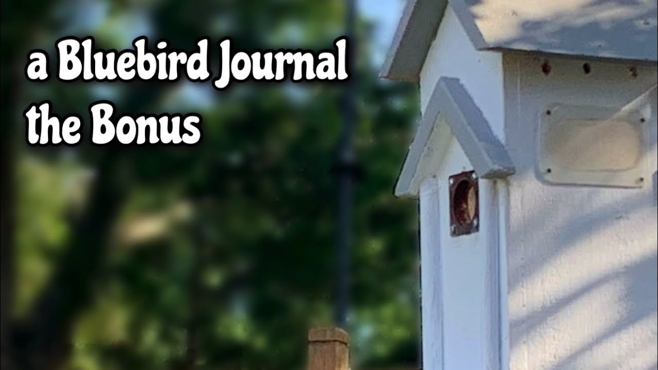 Episode9 - Bluebird Journal, 