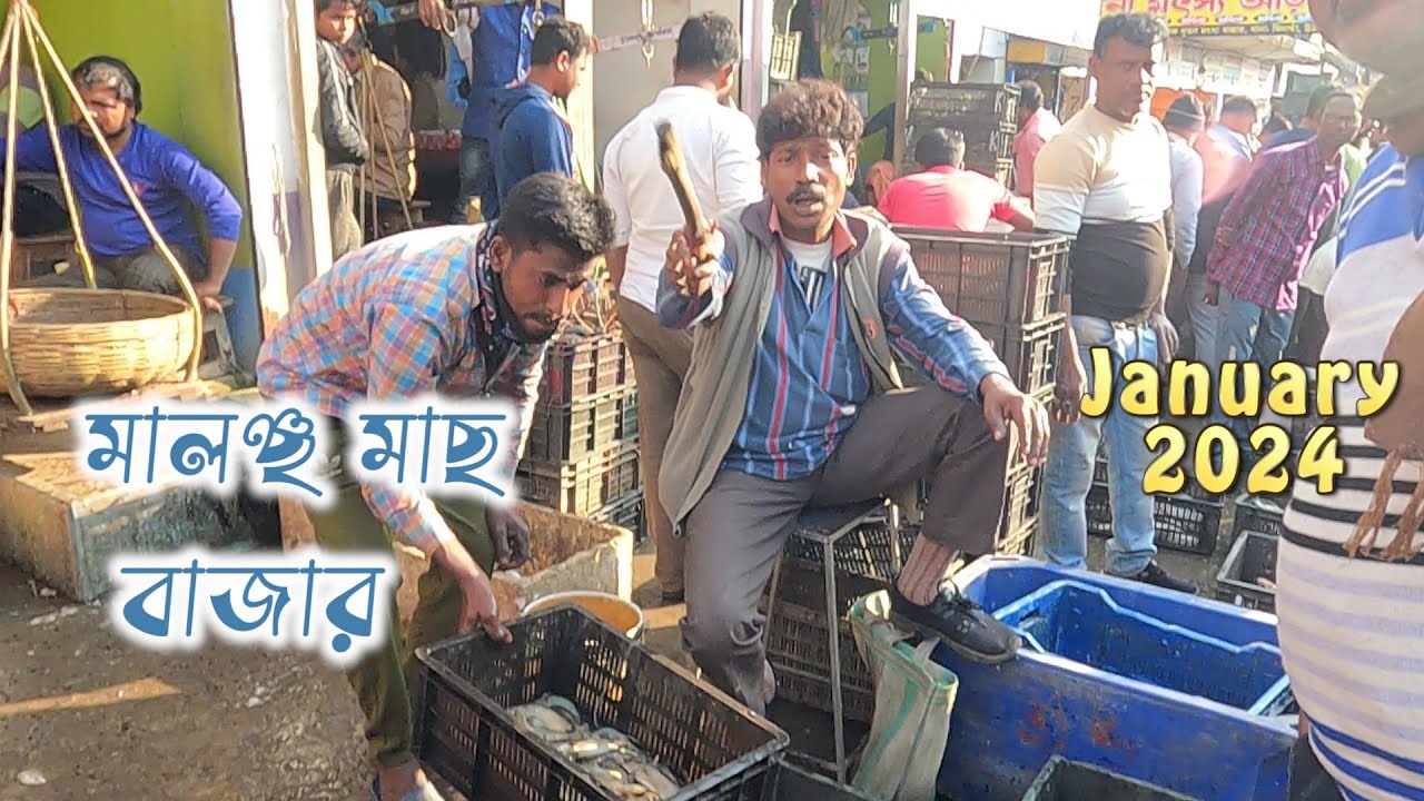 মালঞ্চ মাছের বাজার 2024 || #fishmarket #prawns #vatki || fish price of Kolkata 24 || Malancha