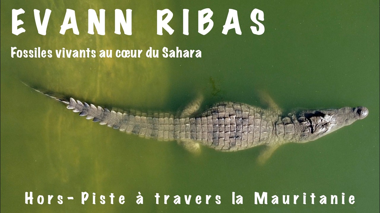 Ep. 4/4 CROCODILES, BABOONS... Tichit / Kiffa, we leave desert for savannah and a more present life