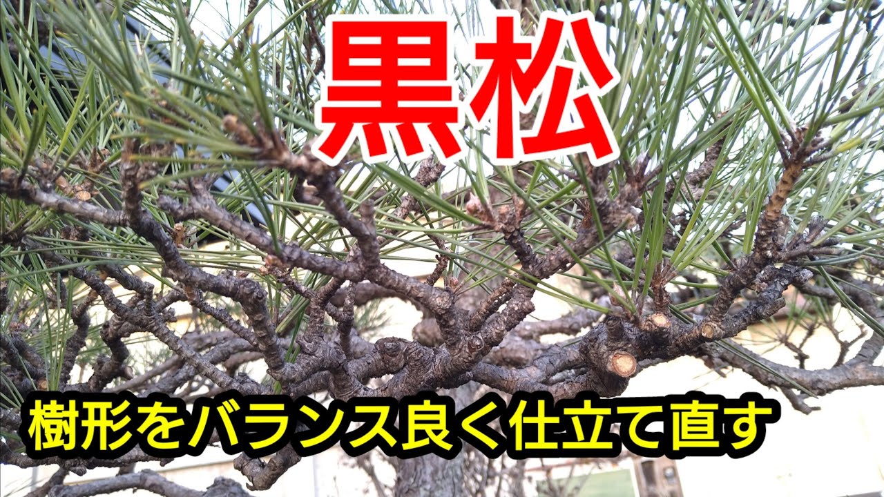 【黒松の剪定】頭デッカチになった黒松をバランス良くスッキリ仕立て直す剪定方法
