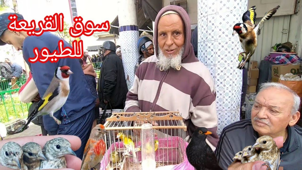 سوق القريعة للطيور يوم الاحد 8/3/2025 تعرف على اثمنة مختلف أنواع الطيور الزينة والمغردة والحسون 