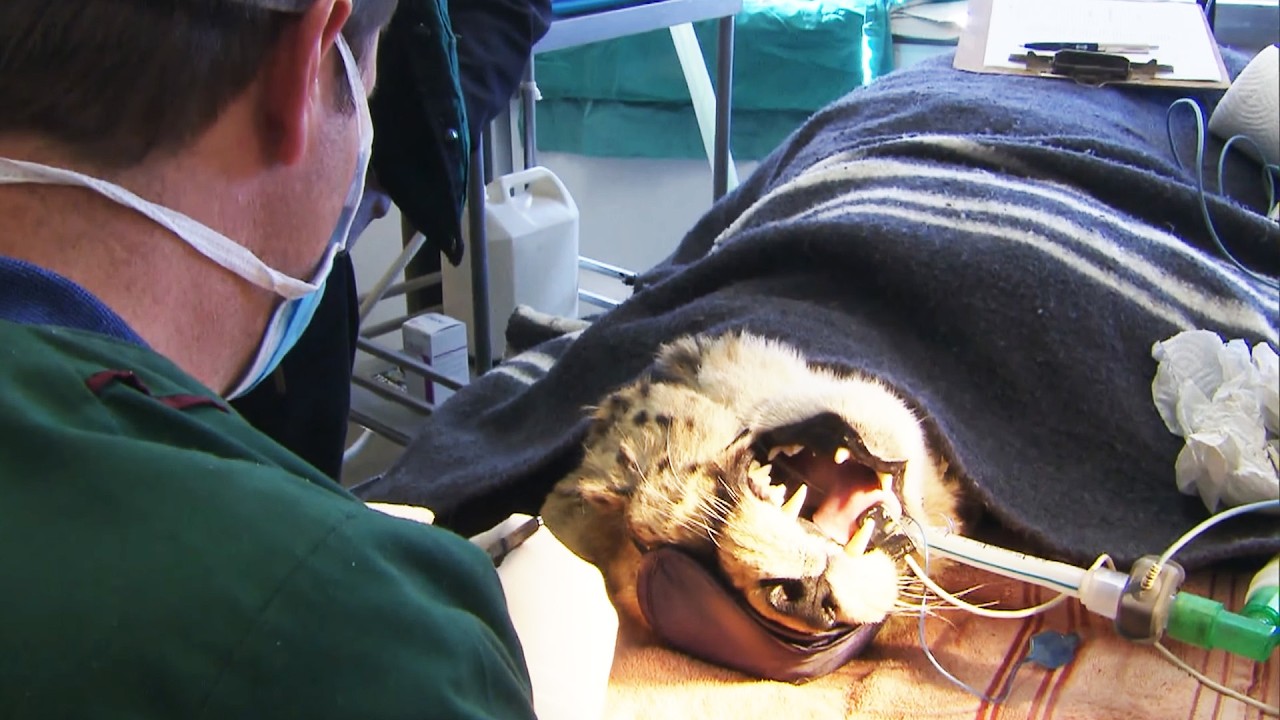 This Cheetah Needed Surgery Before Return (4K Documentary)