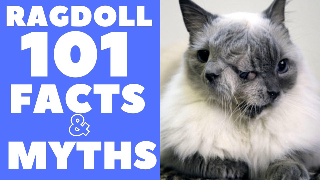 Ragdoll Cats 101 : Fun Facts & Myths