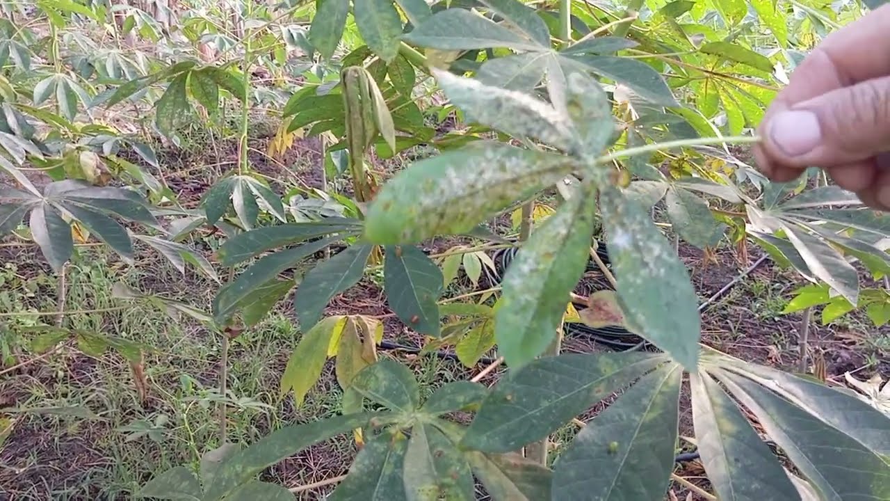 Combate a fungos que ataca plantio de mandioca ou macaxeira 