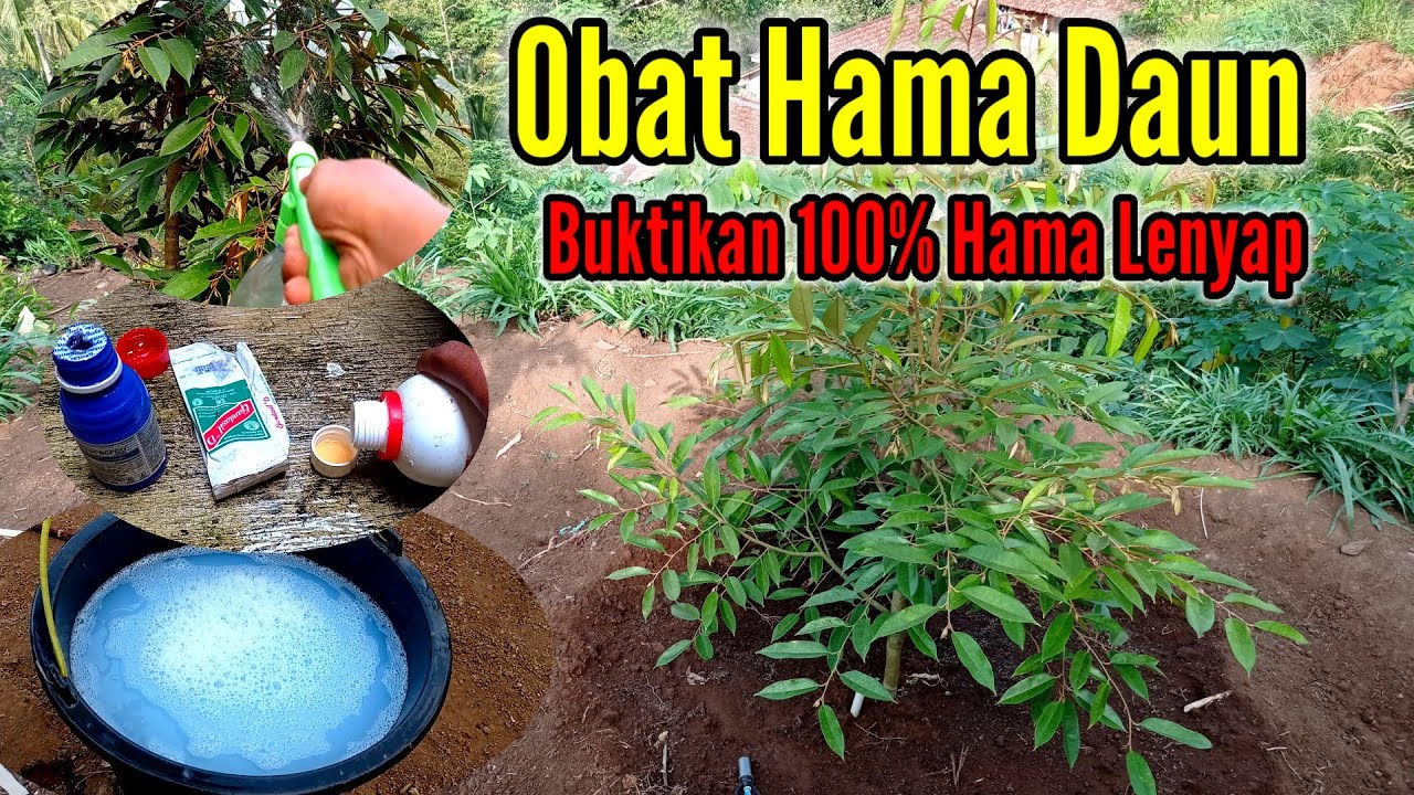 💯✅Obat Hama Daun Durian‼️Hama Di Jamin Lenyap