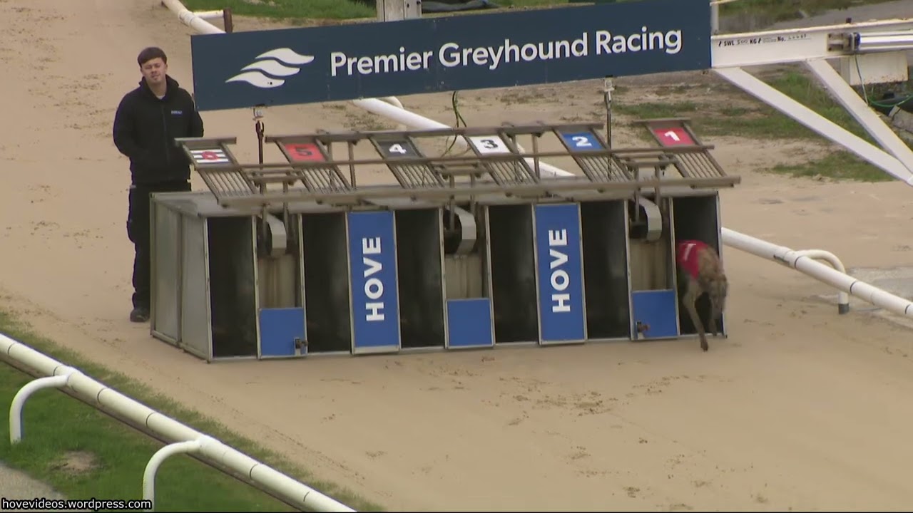 Hove Greyhound Trials 1/3/26