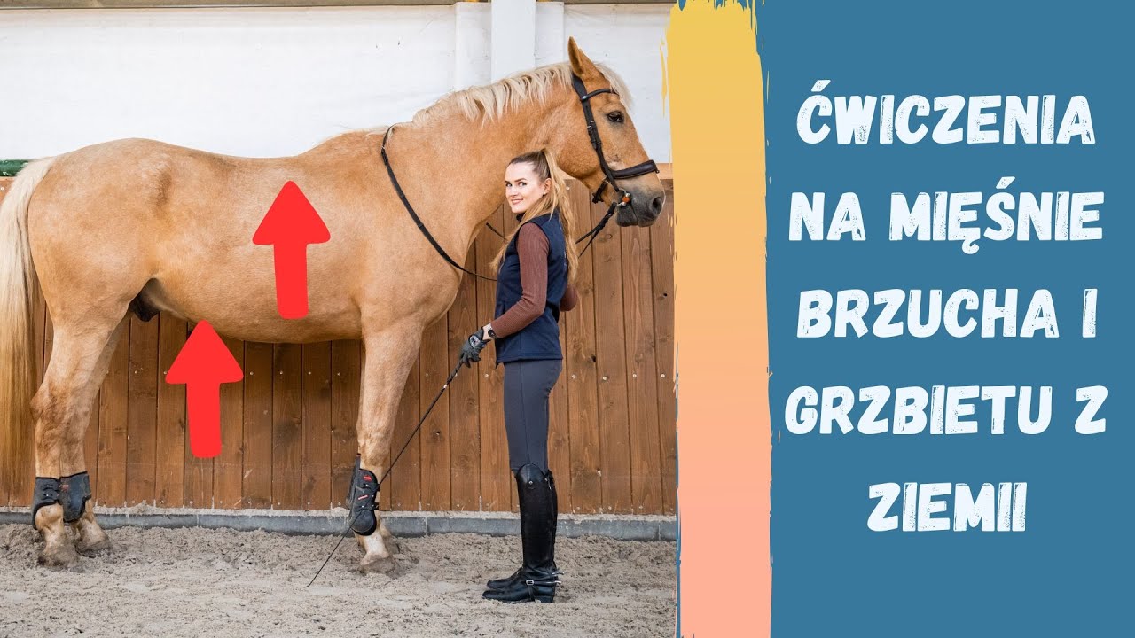 2 ćwiczenia na mięśnie brzucha i grzbietu konia z ziemi