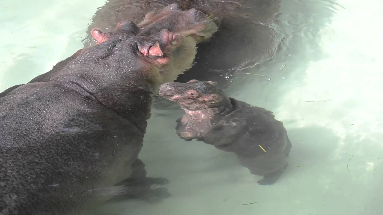 Rosie the Baby Hippo is 3 Months Old!