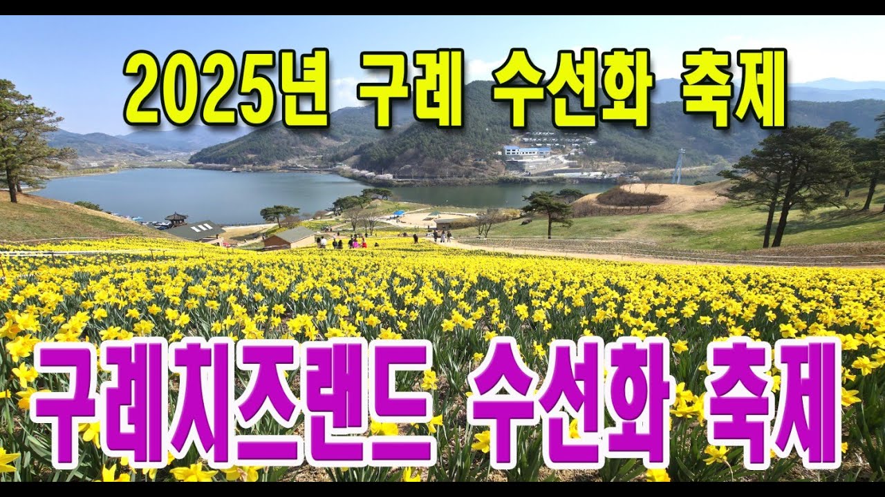 2025 구례 치즈랜드 수선화, #2025구례치즈랜드수선화, #치즈랜드수선화, #구례수선화, #구례치즈랜드