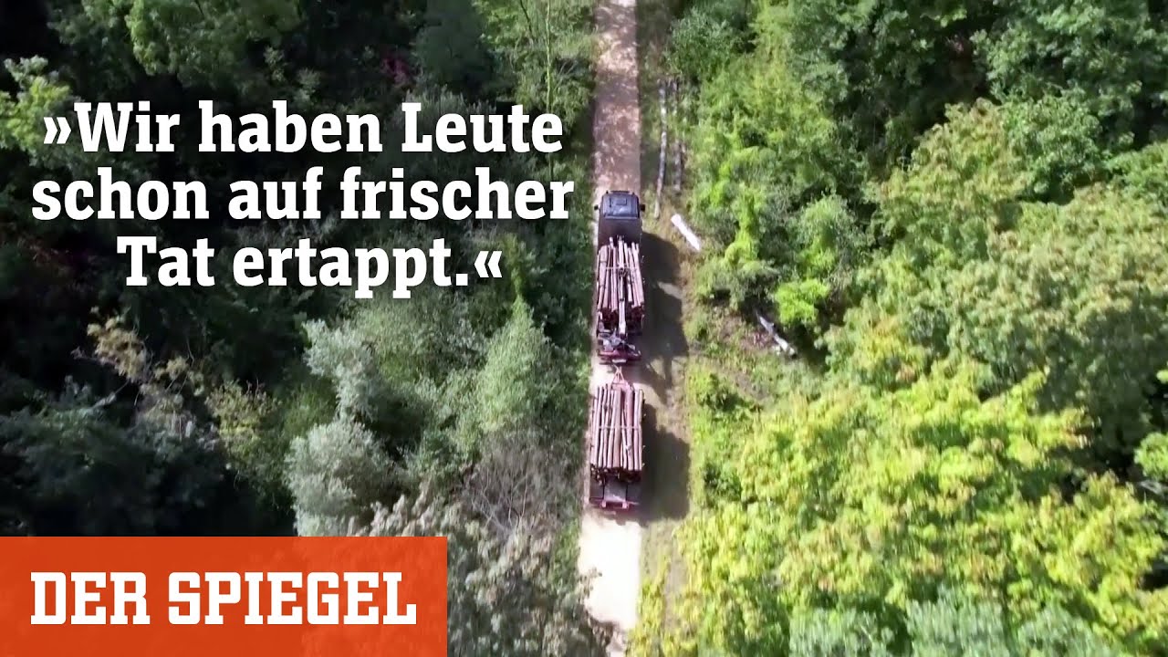 Brennholzdiebstahl: »Wir haben auch schon Leute auf frischer Tat ertappt« | DER SPIEGEL