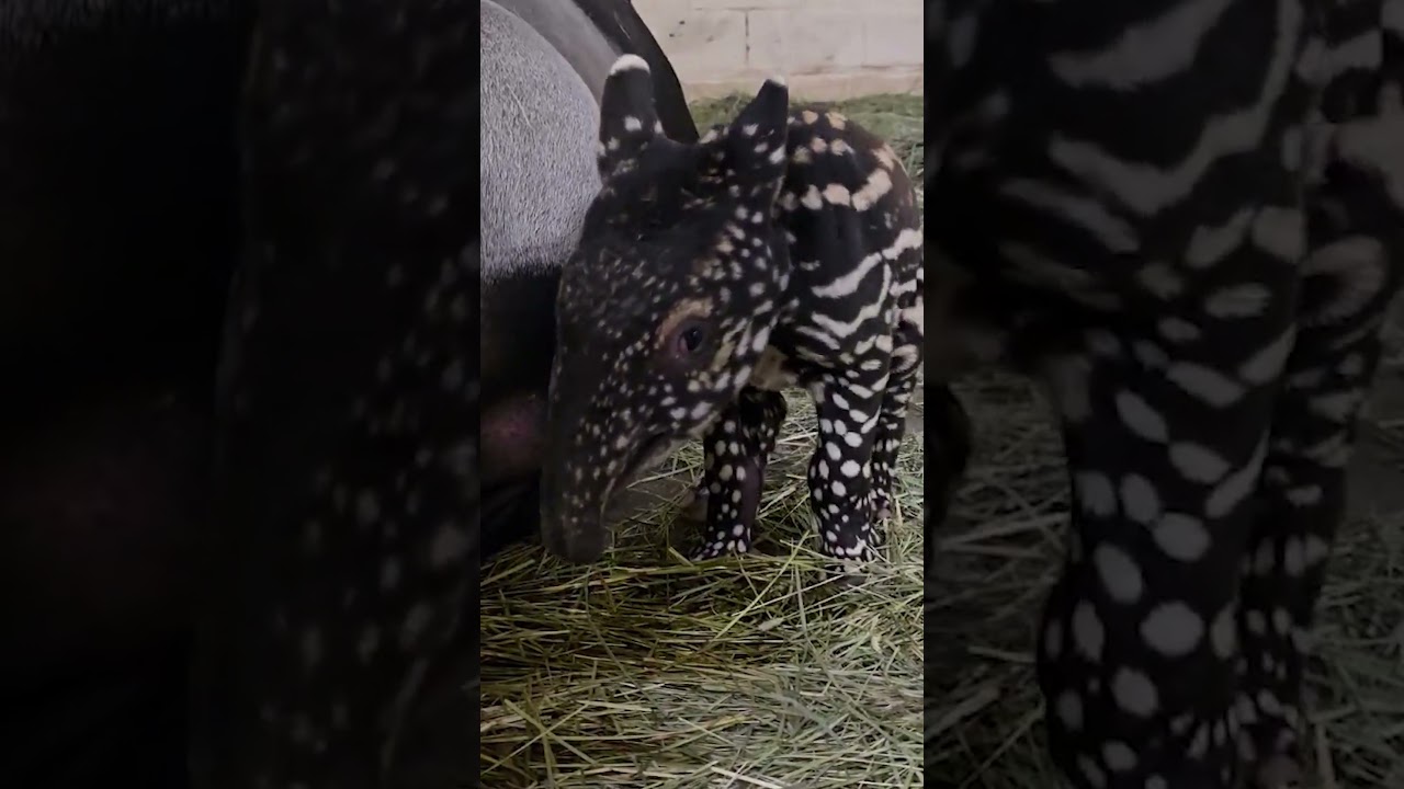 Endangered Malayan Tapir Calf Born at Point Defiance Zoo