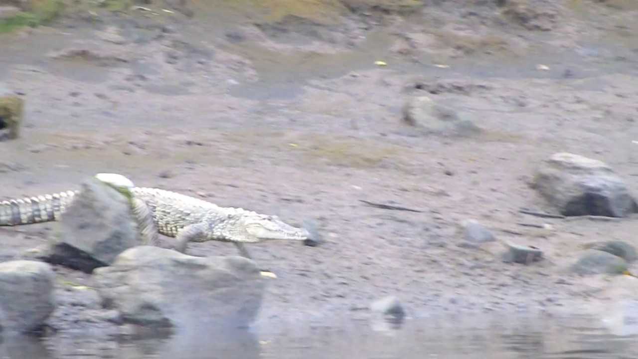 Crocodile in Vashishthi River in Maldoli, Chiplun