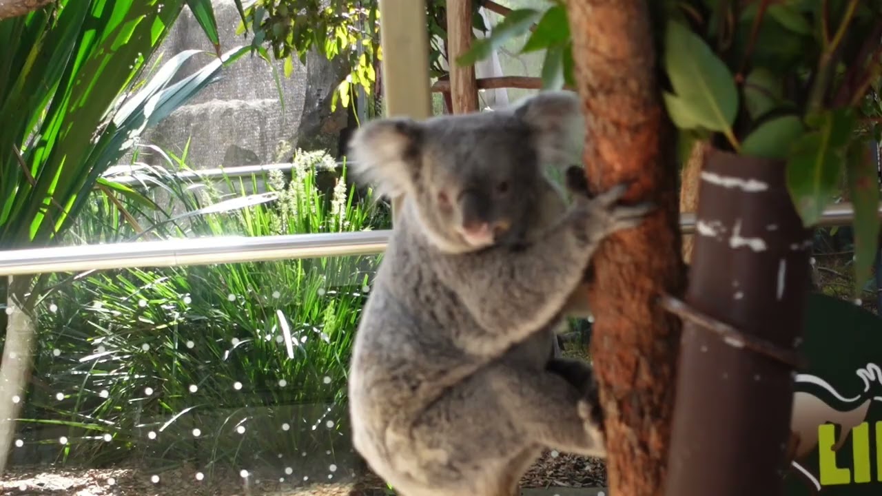 Australian Adventure 5 - Sydney