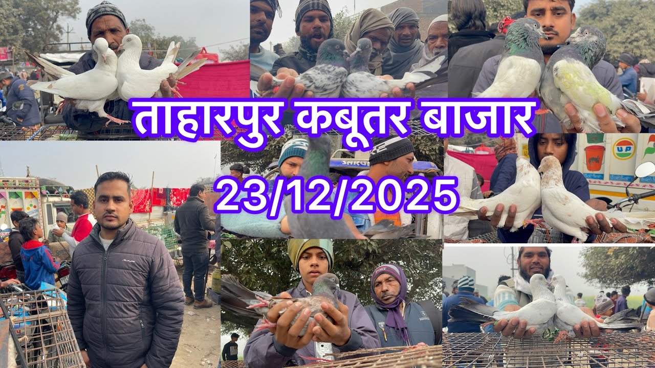 ताहारपुर कबूतर बाजार Taharpur Kabootar bajar 23/12/2025