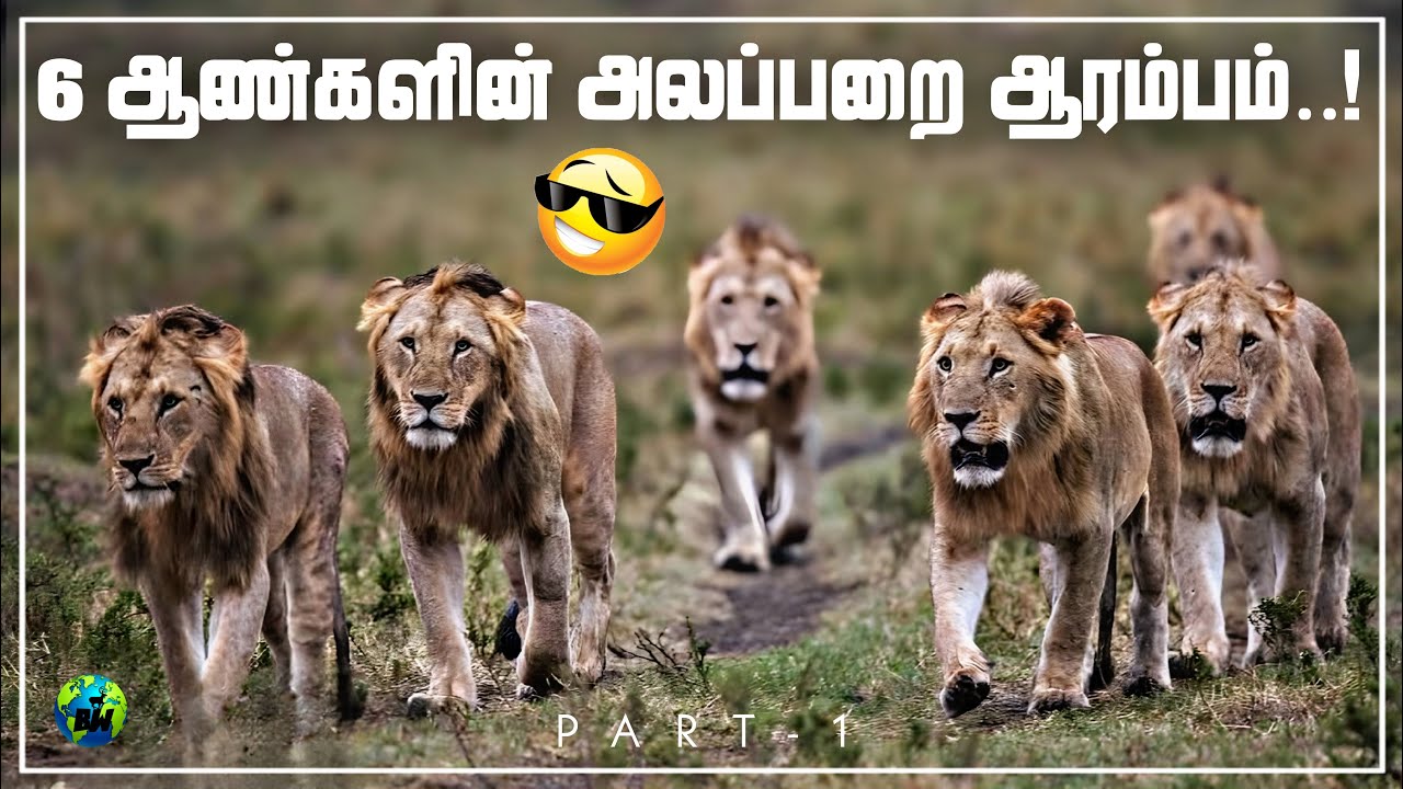 Rise of Bila Shaka male lions | 6 ஆண் சிங்கங்களின் அலப்பறை | Documentary | Part-1 | Tamil | BioWorld