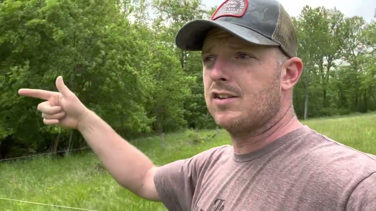 Paddock Grazing Vs Strip Grazing at Strong Roots Farm