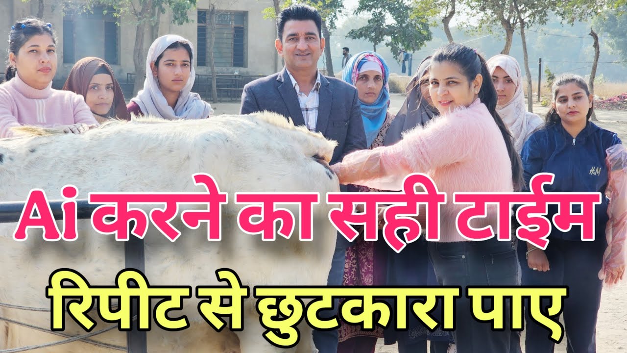How to doCow Buffalo A.I Full Detail | Ai krne ka shi time | Reepeat Breeding