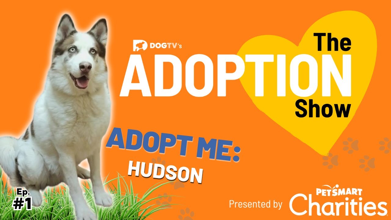 We Found These Incredible Rescue Dogs—And You Can Adopt Them Today! | The Adoption Show Ep. 1