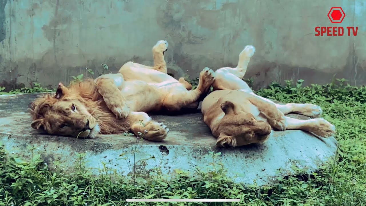 VLOG TOGO : LE PLUS GRAND ZOO DU TOGO 🇹🇬 || TEMEDJA vlog togo vlog lomé vlog afrique visit togo