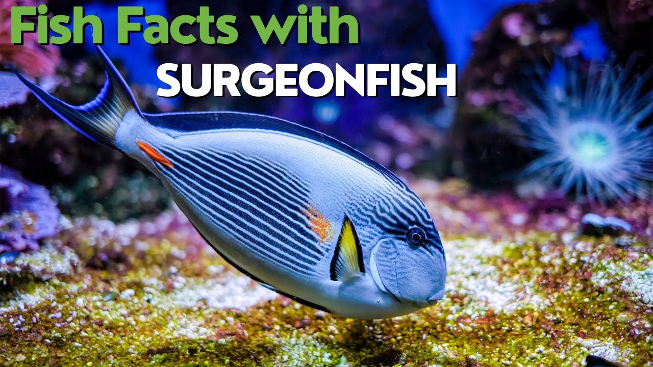 The Fascinating World of Surgeonfish: A Short Documentary