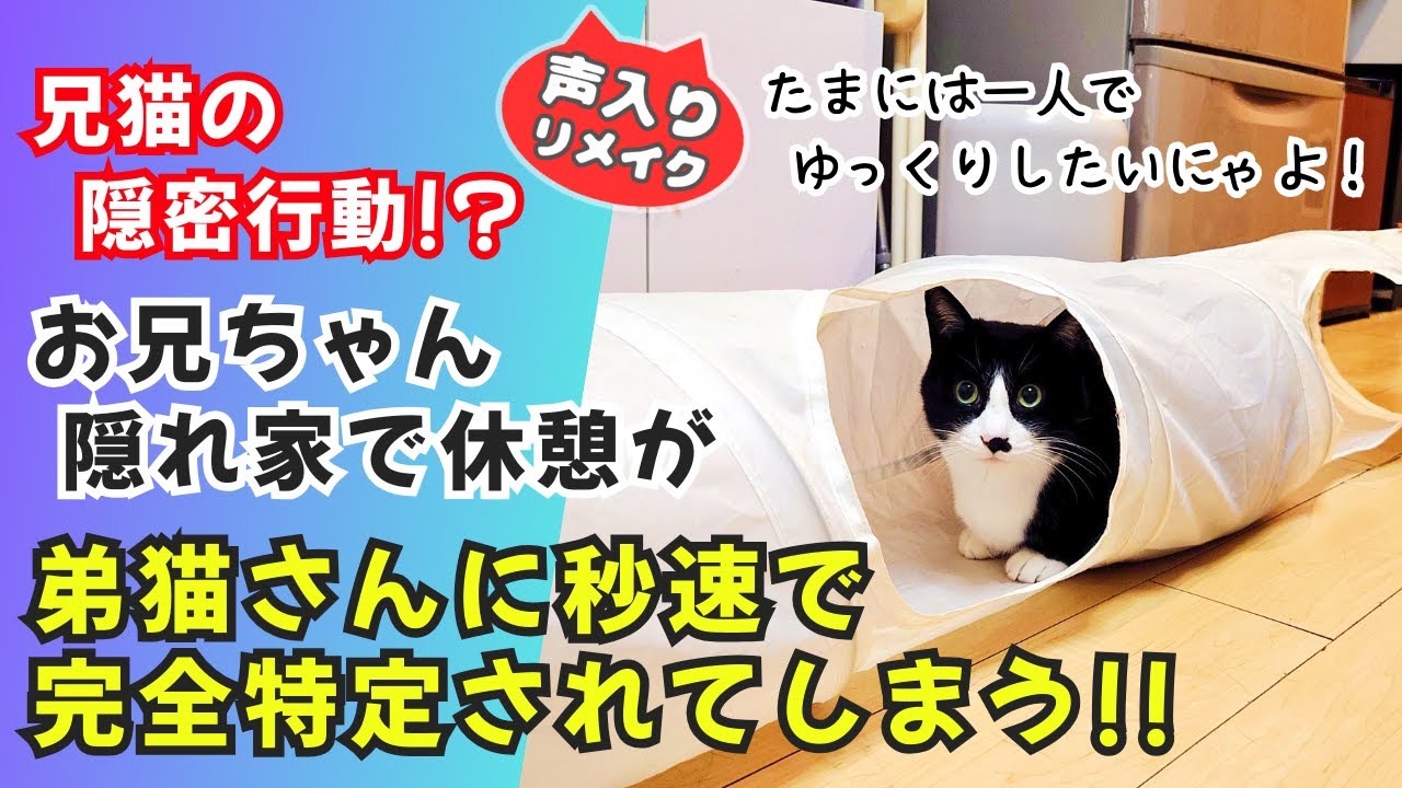 【にゃんコメ】兄猫の完璧な隠れ家！弟猫により秒速で終了！？ #猫 #保護猫  #可愛い猫動画