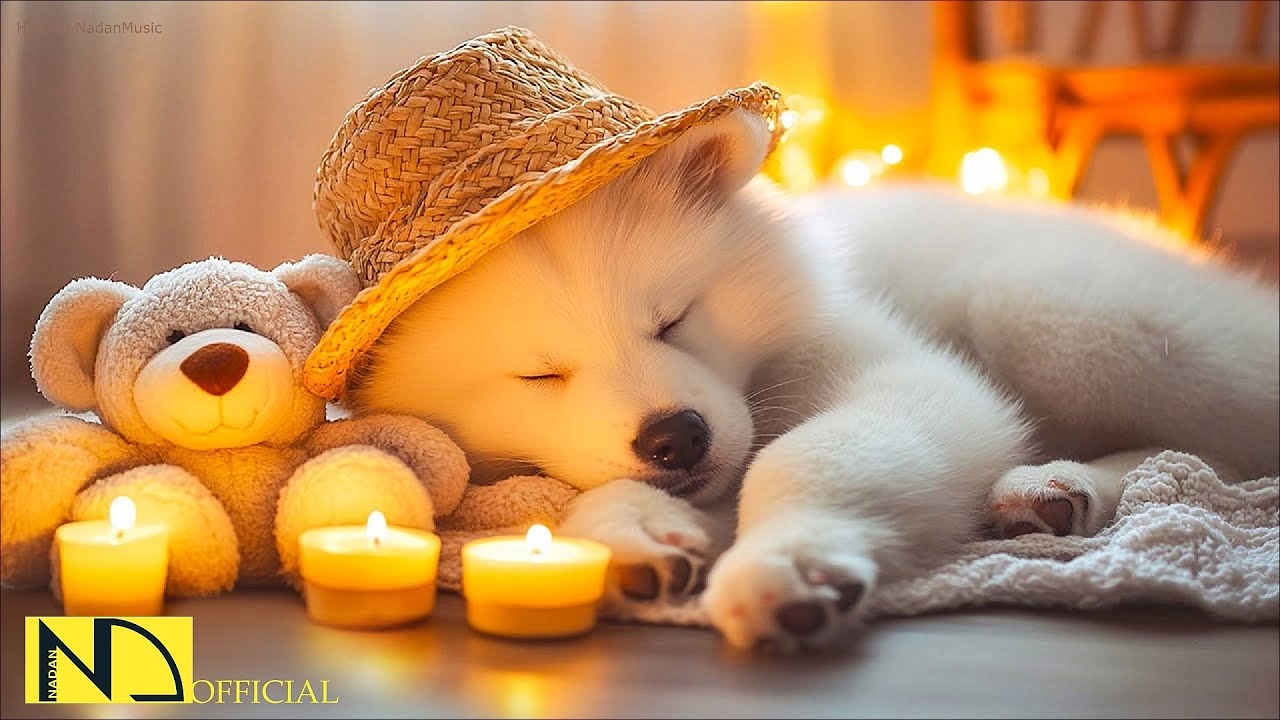 24 Hours of Soothing Dog Music for Relaxing Left Home Alone🐕&zwj;🦺Calming Music for Dogs to Sleep