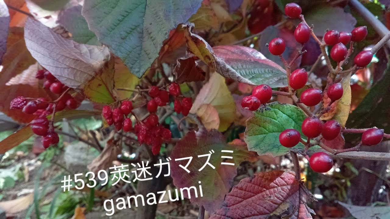 #539(🎧)莢迷ガマズミgamazumi 10/23