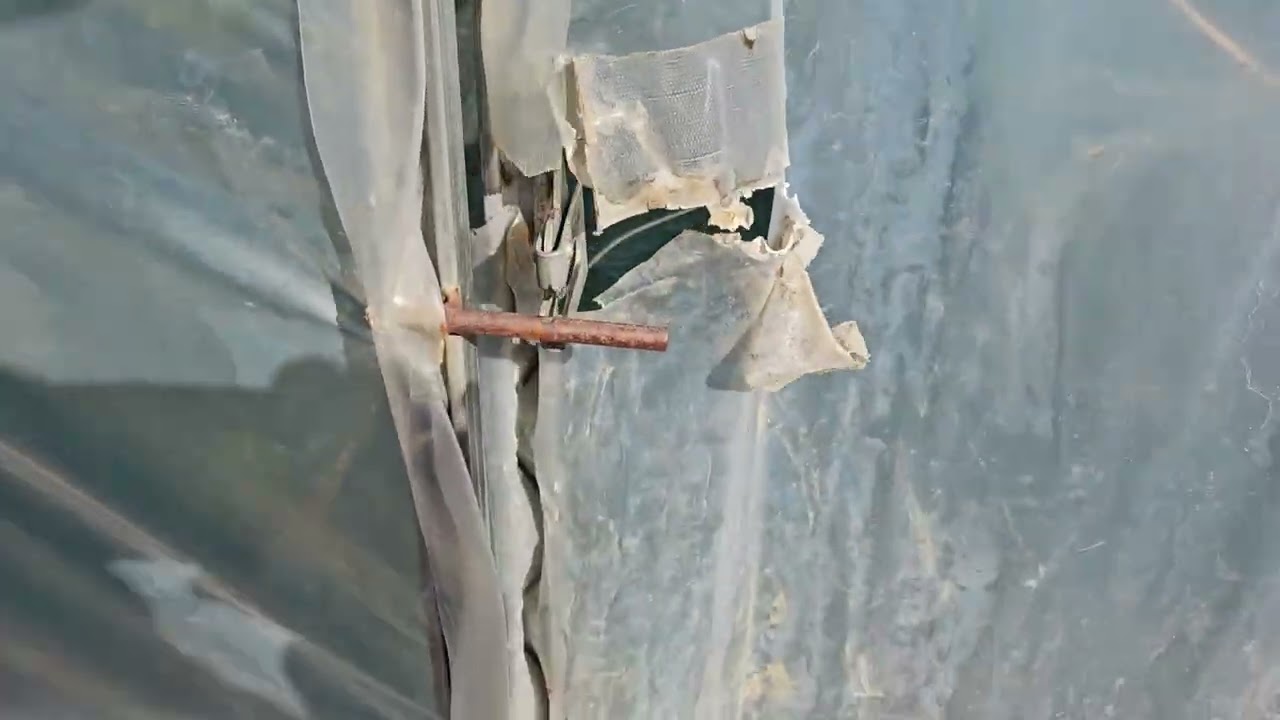 농업에 절기를 무시하면 안되는 이유  연속 착과를 하려면~                       식물에 스트레스를 주지않아야~