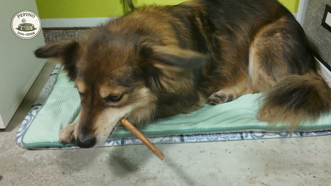 Dog ASMR | Soft Chewing & Licking Sounds with Pepino (First Time Pork Chew)