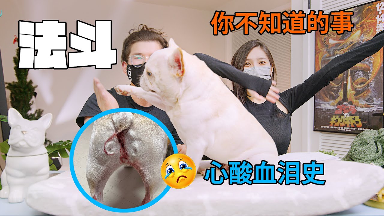 养法斗你不知道的心酸血泪史！智商很低？肠胃很烂？比一般的狗更臭？平时呼吸都像打呼？法斗究竟有多难养？可爱的外表下多的是你不知道的事......养了4年法斗的Dog Parents来告诉你真相！