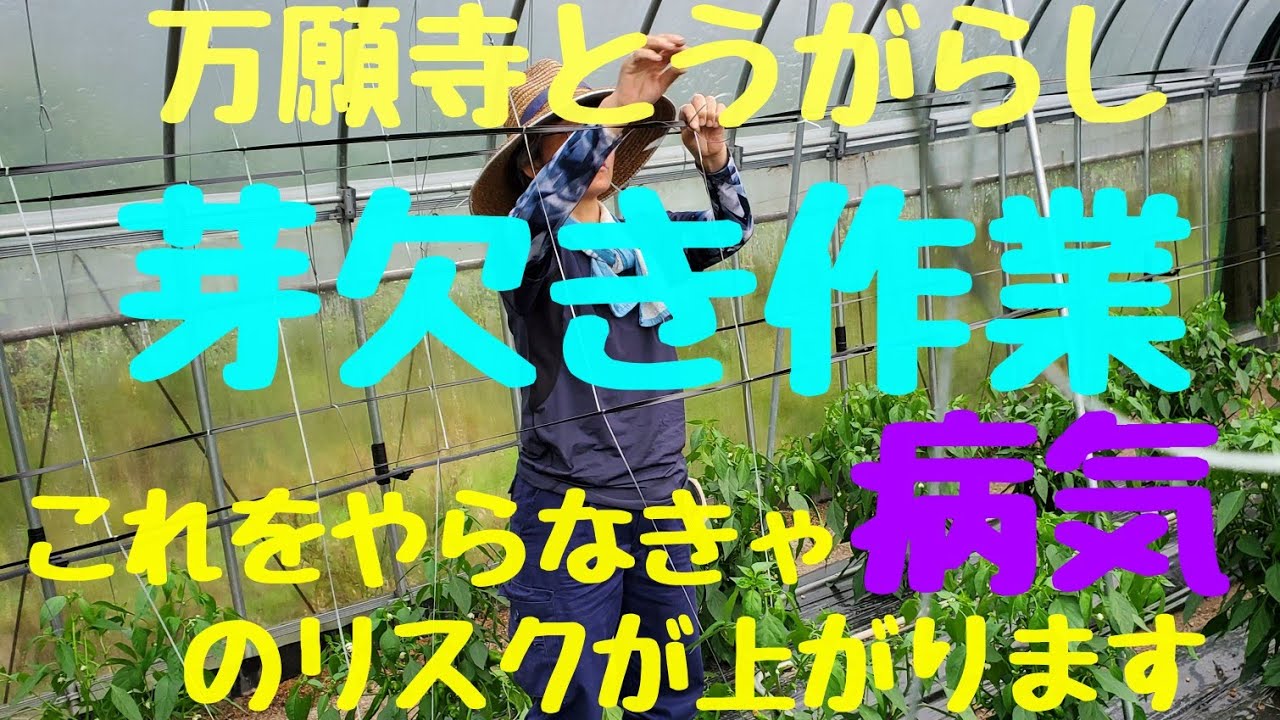 【万願寺とうがらし】【芽欠き作業】と怖い病気。