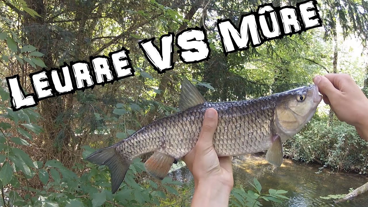 Pêche du CHEVESNE : LEURRE vs MÛRE sur une journée