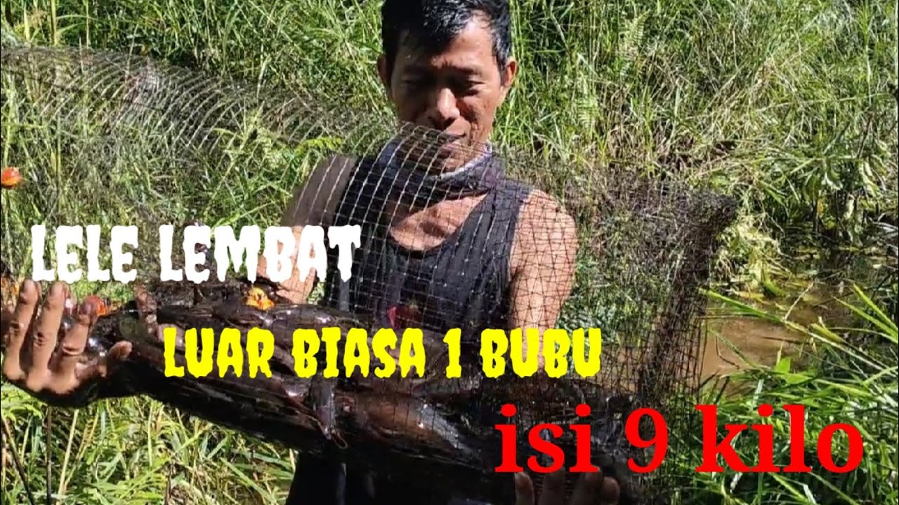 lele lembat, rekor terbanyak 1 bubu isi 9 kilo😲😲