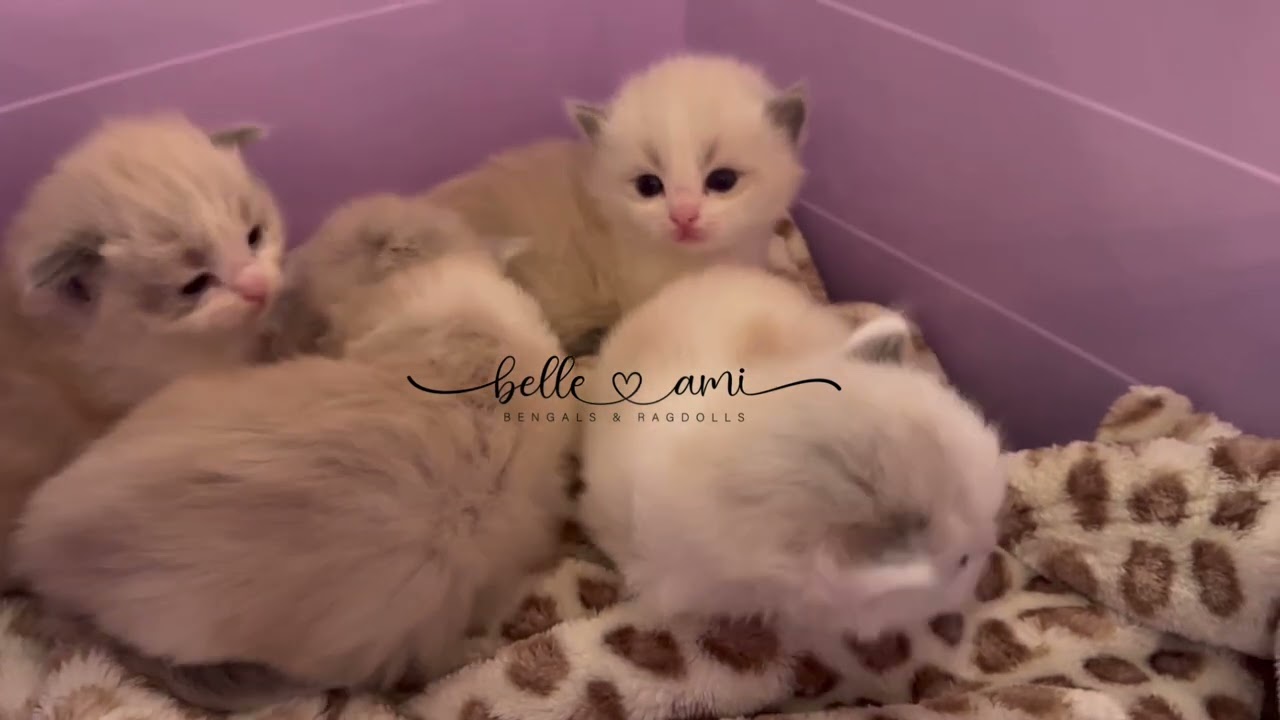 Ragdoll kittens by the Christmas tree!!! 😻😻