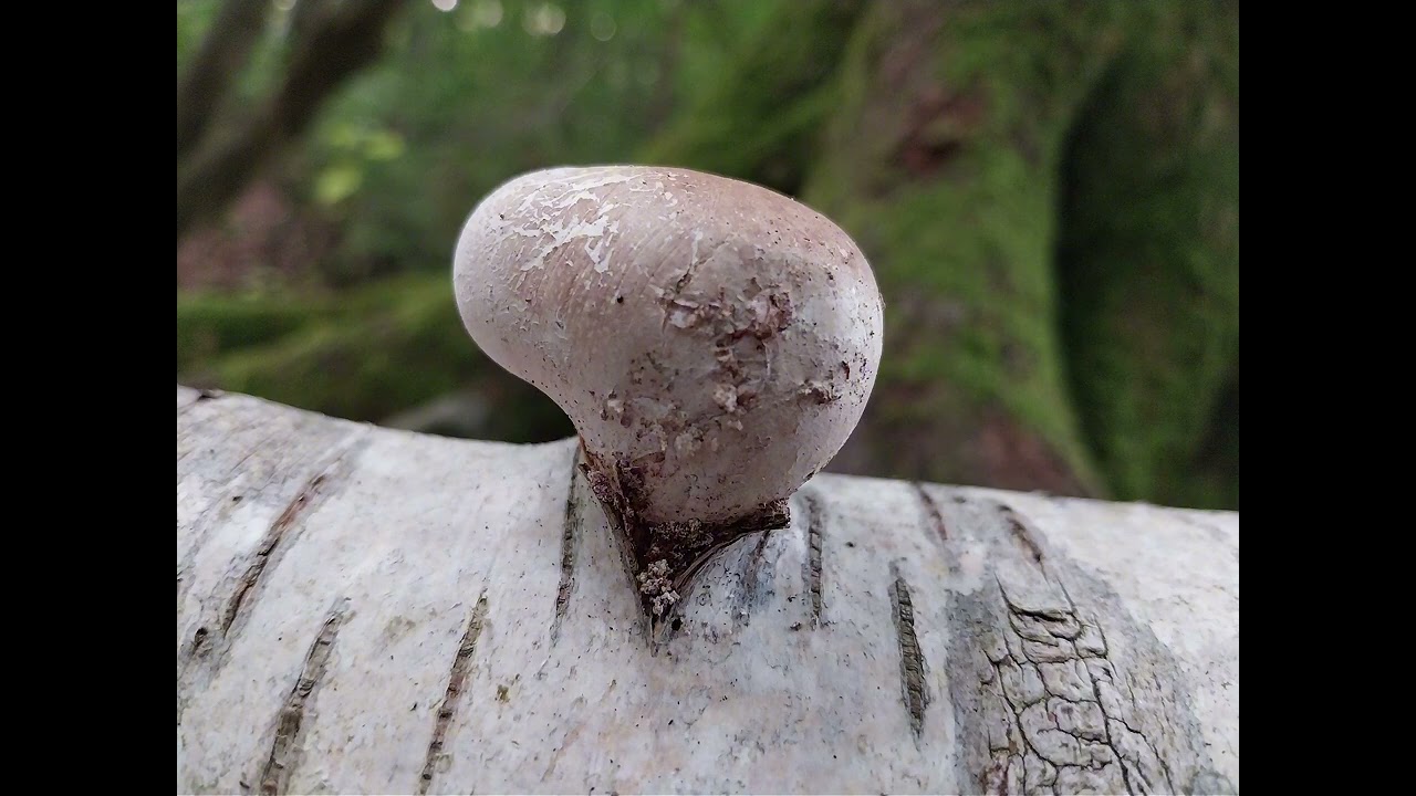 ikONE - Von unten nach oben feat  fanatic