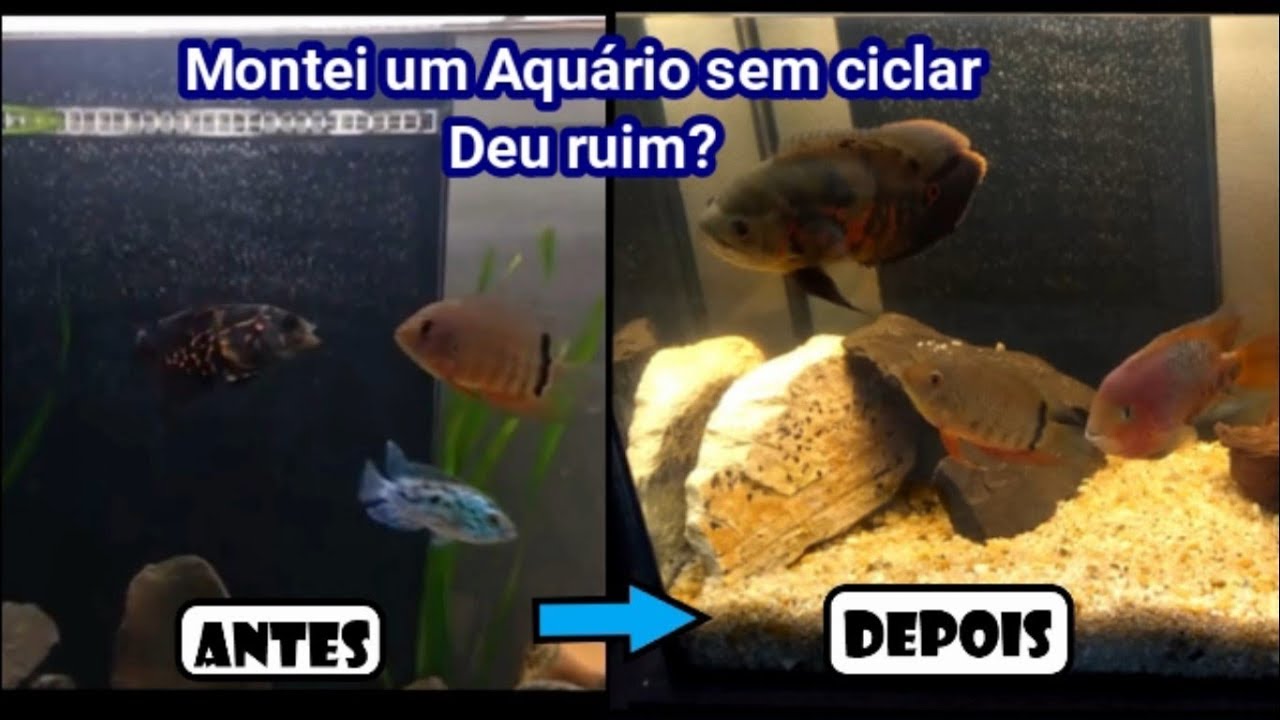 Aquário sem ciclar com peixes no primeiro dia é possível?