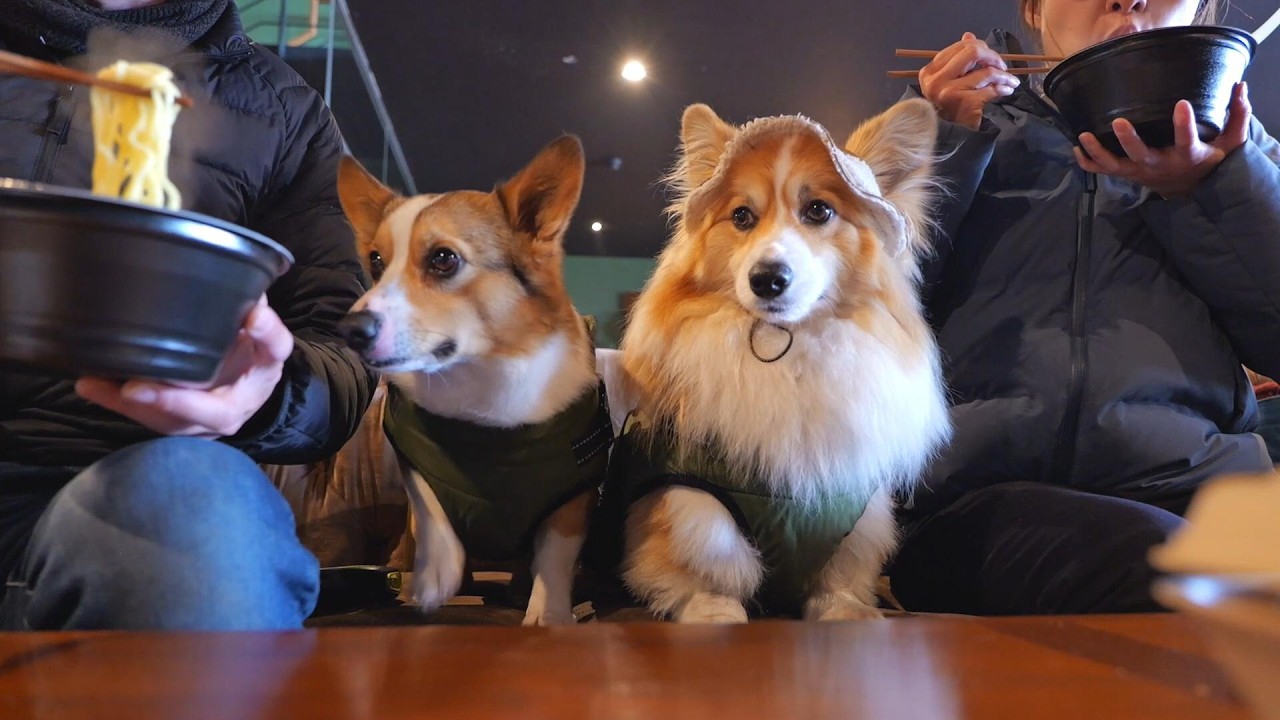 「休日」なので犬達と『車でお出かけ』した結果…