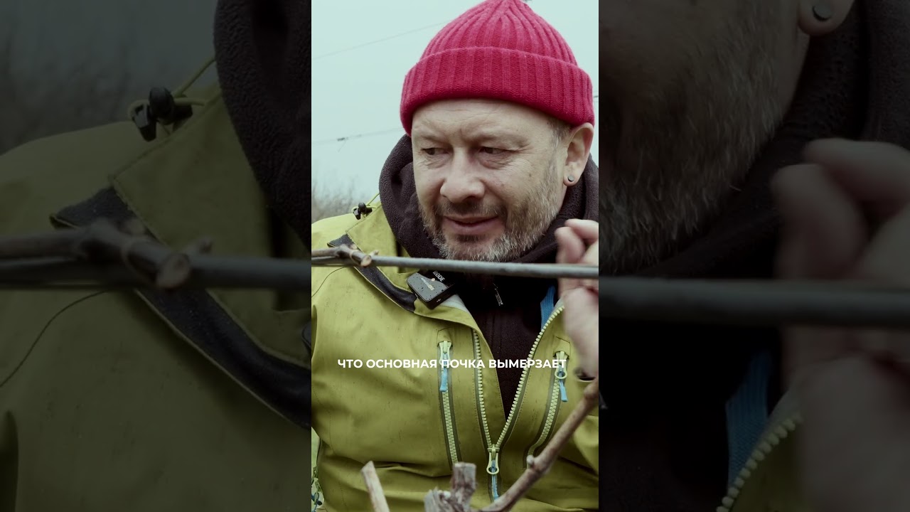 Защищаемся от заморозков,часть 1 #uppawinery #павелшвец #виноделие #виноградарство #винныйрынок #рек