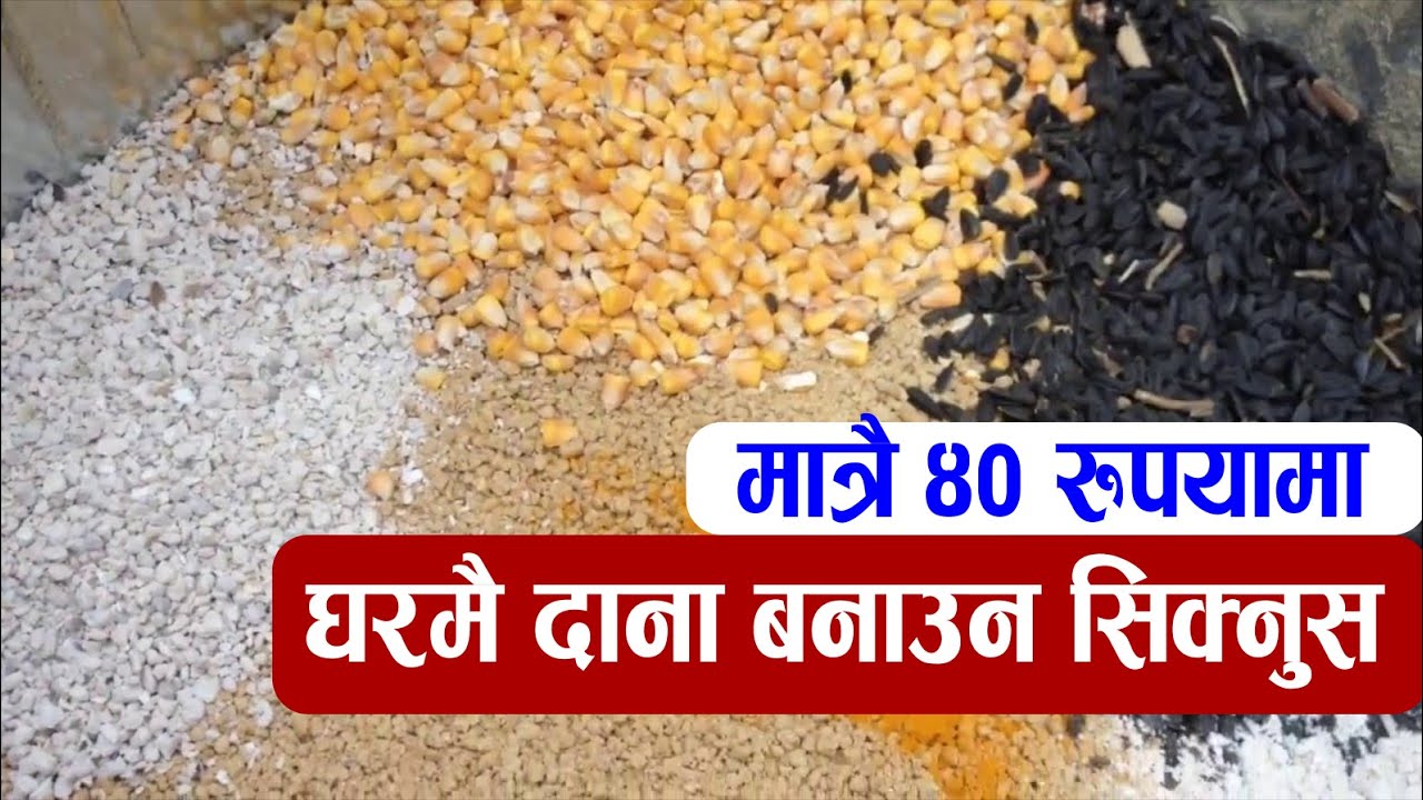 घरमै लोकल कुखुराको लागि दाना बनाउन PRACTICAL तरिका सिक्नुहोस्! Feed making for Local Hen